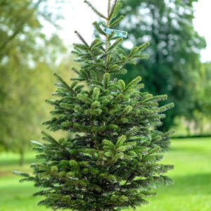 Sapin de Noël Nordmann