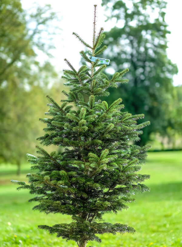 Sapin de Noël Nordmann